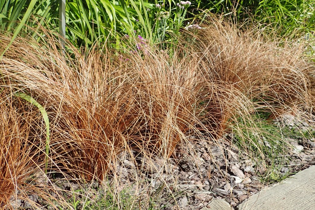Neuseeland-Segge (Carex comans)
