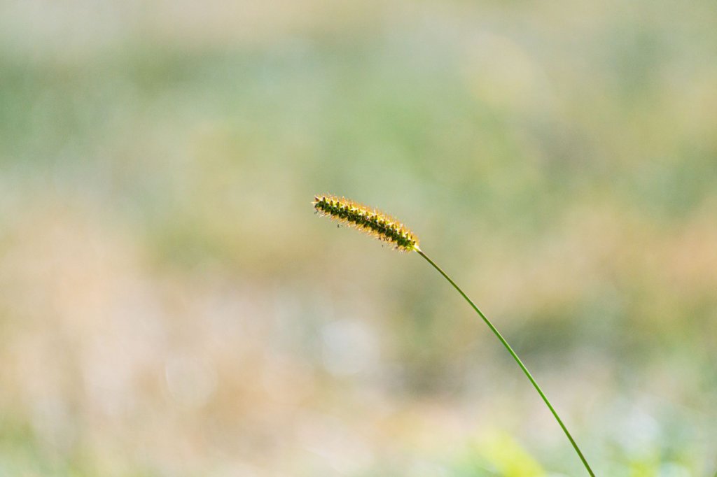 Petries Segge (Carex petriei)