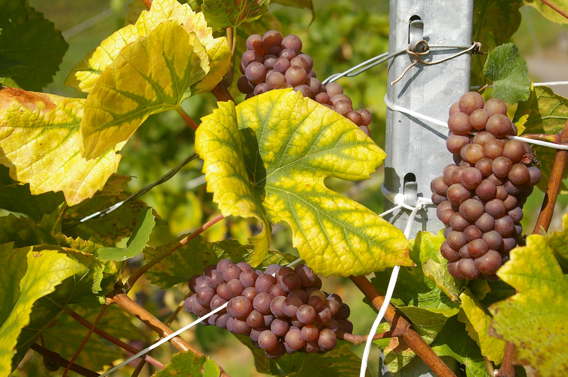 Weinanbau im Gewächshaus mit verschiedenen Sorten und Ernteterminen