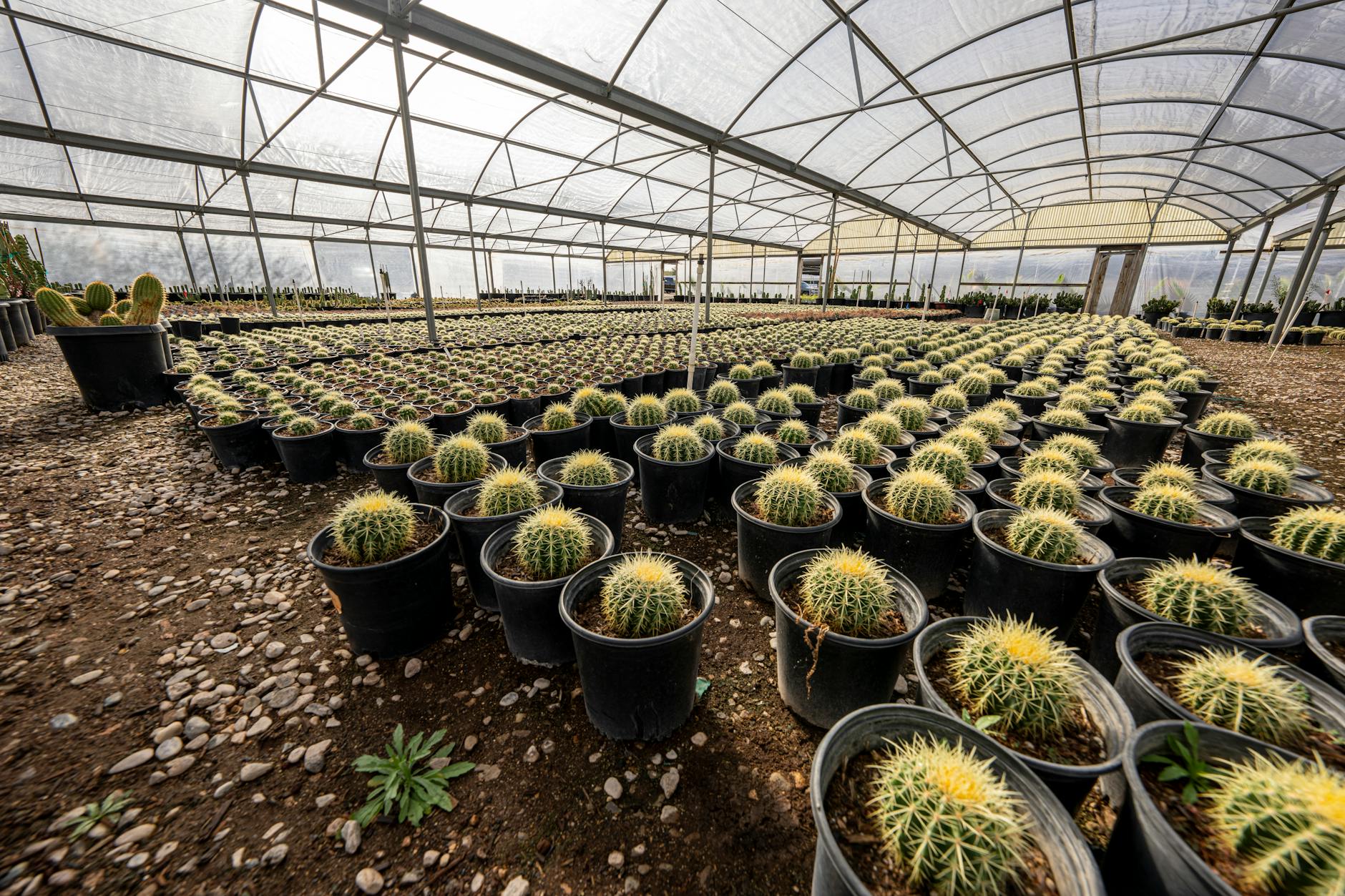 Temperiertes Gewächshaus für tropische und subtropische Pflanzen das ganze Jahr.