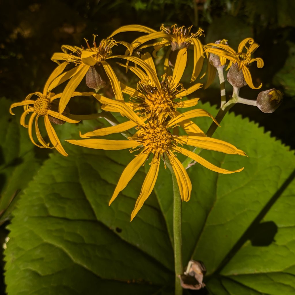 Goldkolben (Ligularia clivorum)