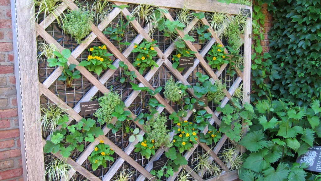 Kerzen-Goldkolben 'The Rocket' (Ligularia stenocephala 'The Rocket')