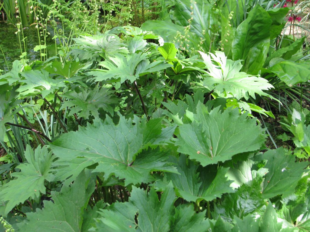 Veitchs Goldkolben (Ligularia veitchiana)
