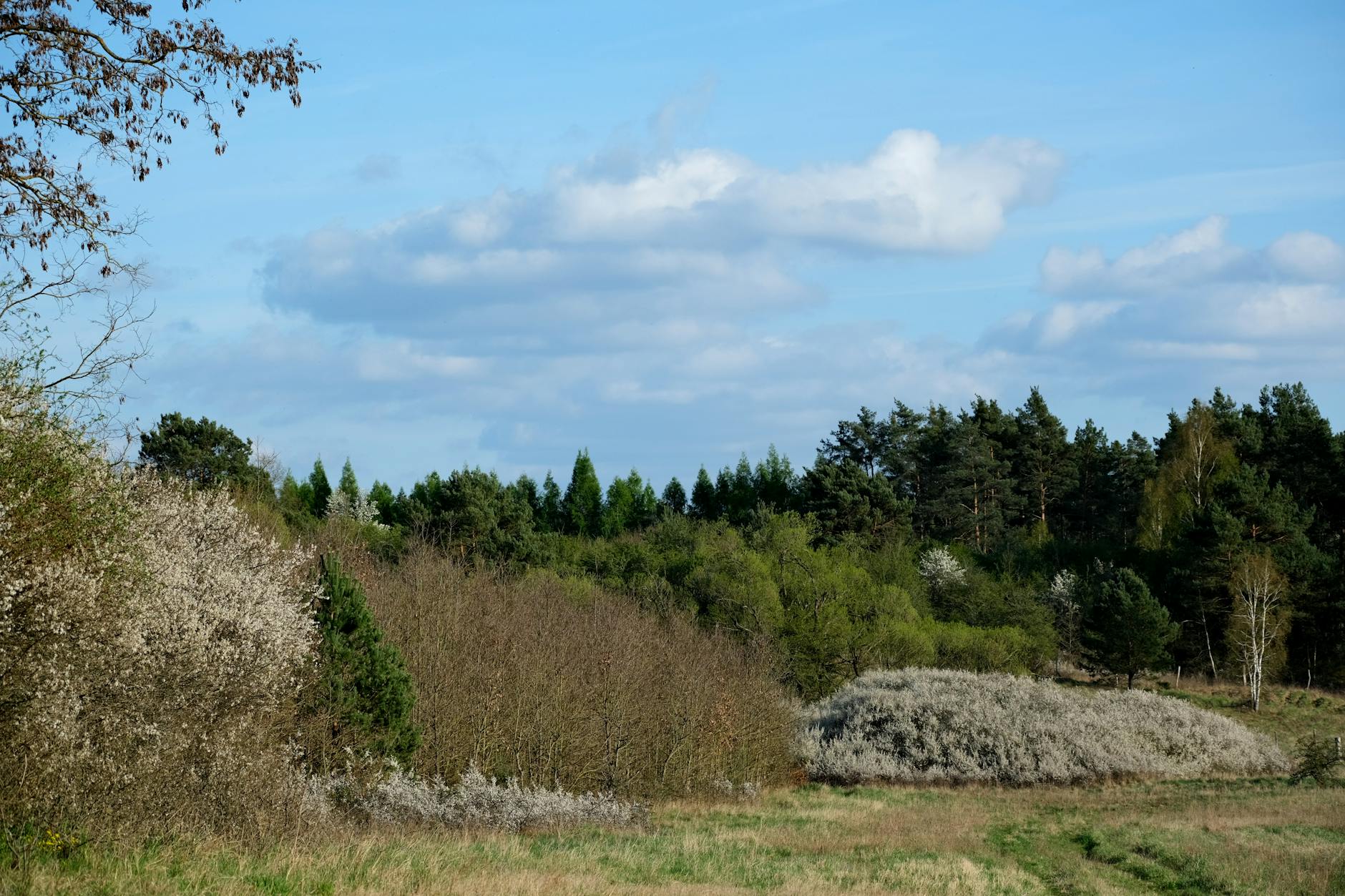 Funktionen und Bedeutung von Gehölzen in der freien Landschaft