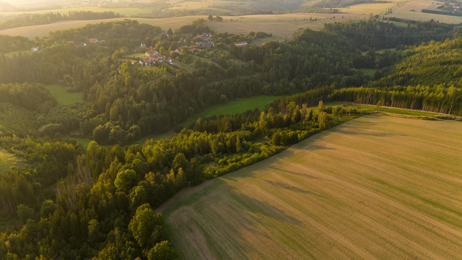 Historische Gründe für die Pflege und den Schutz von Bäumen.