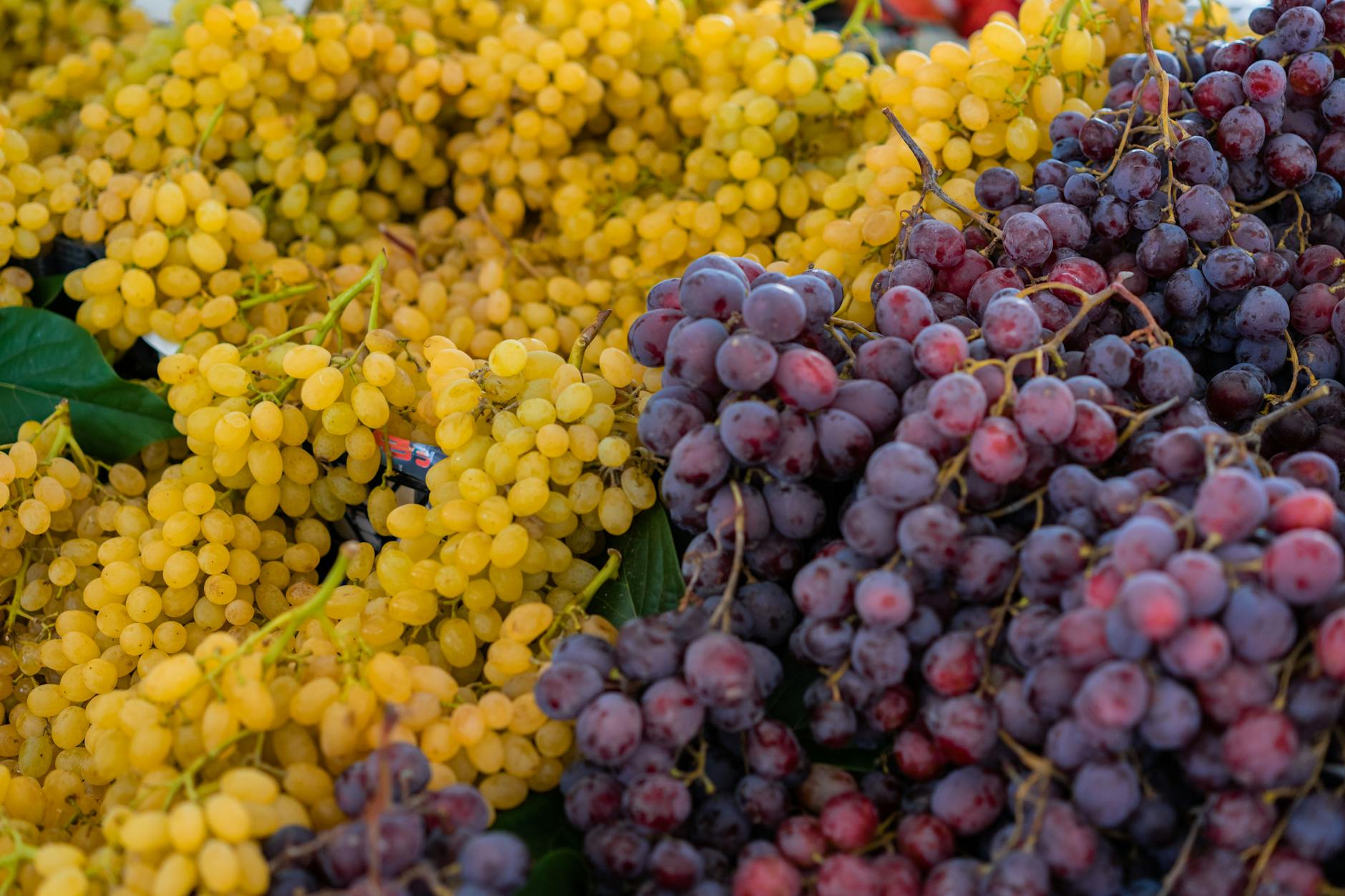 Veredlung der Weinrebe auf Unterlagen mit historischem Hintergrund der Reblaus in Europa