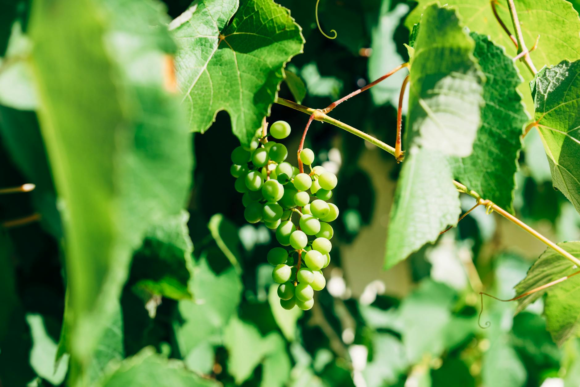 Längenwachstum der Jahrestriebe und Blattflächenfunktion der Weinrebe.