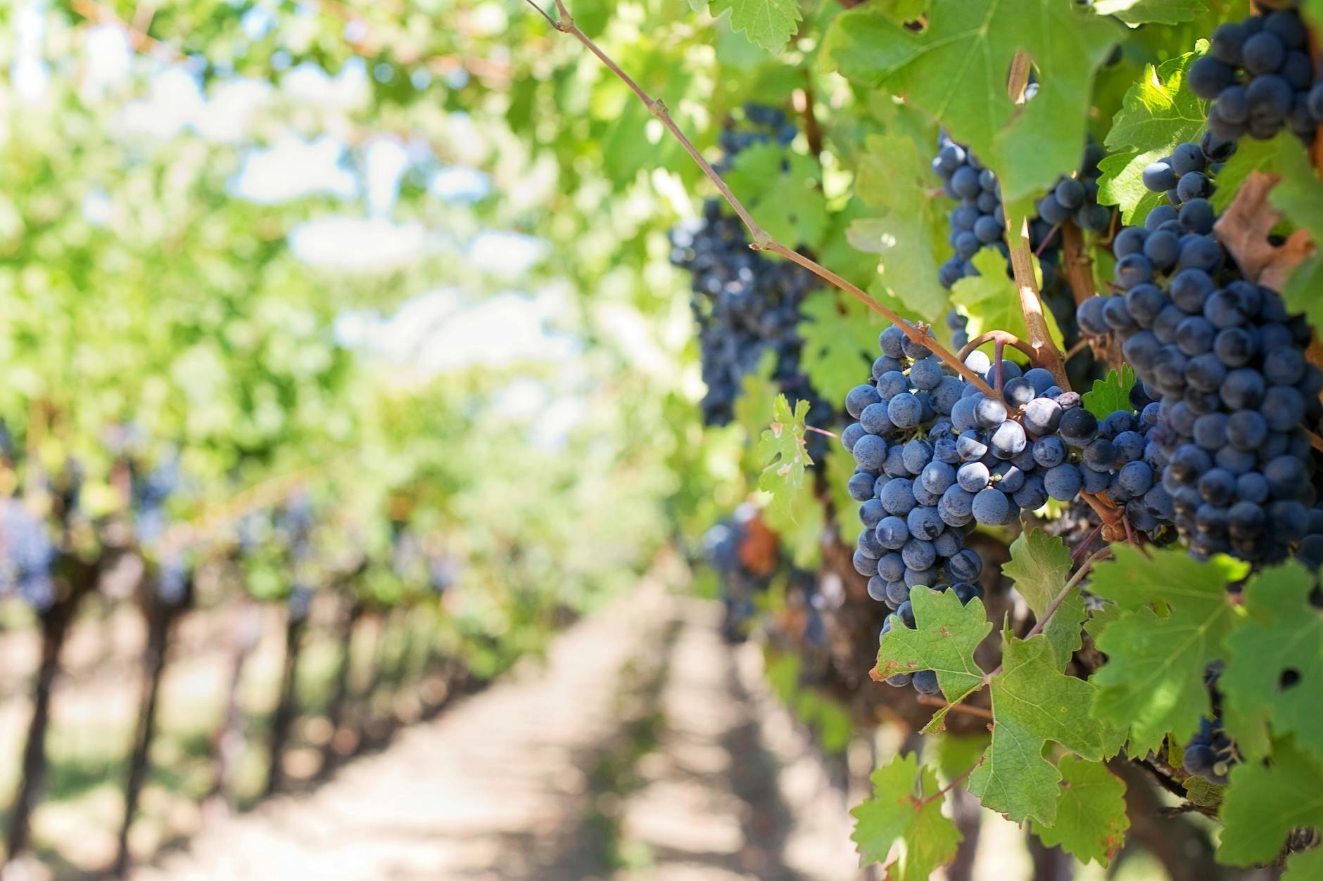 Ausdünnung von Blütenständen und Beeren bei Tafelsorten im Weinanbau