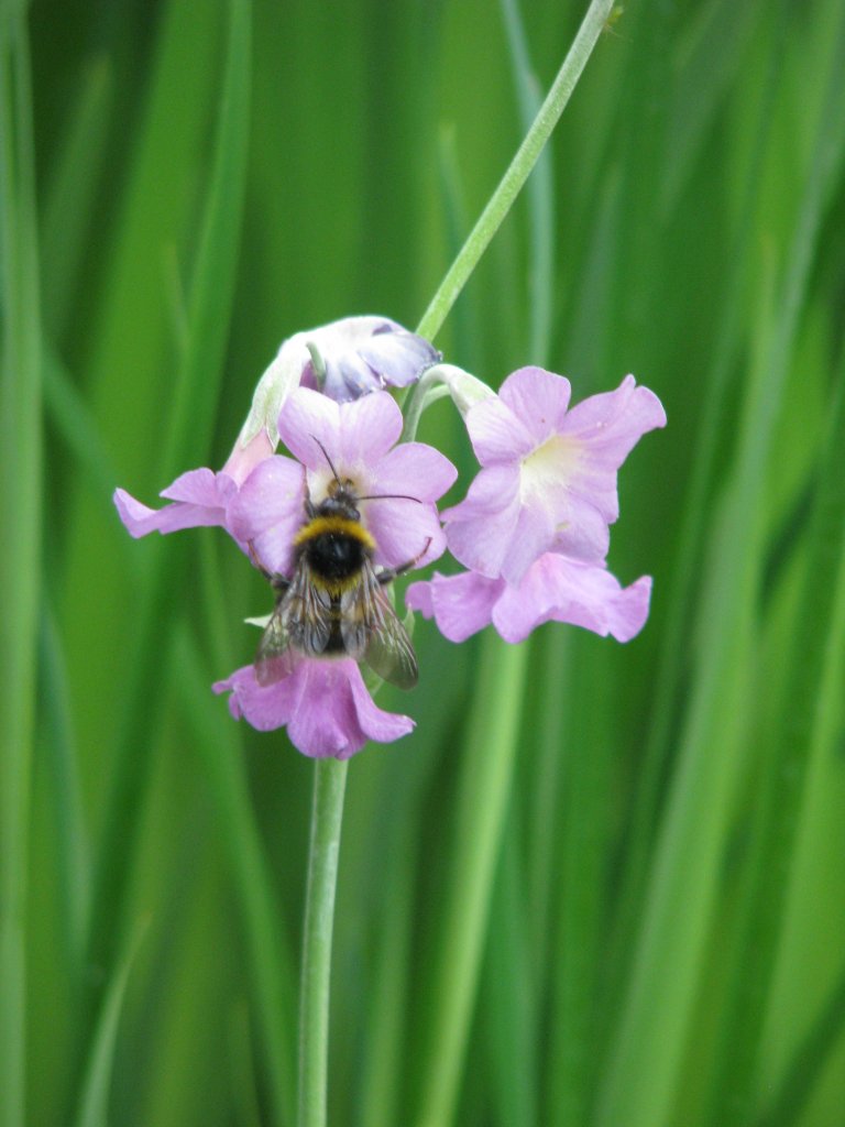 Tal-Primel (Primula alpicola)