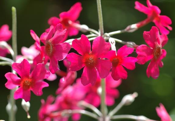 Bees-Etagenprimel (Primula beesiana)