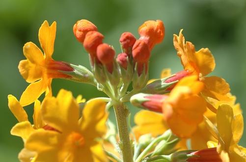 Bulleys Etagenprimel (Primula bulleyana)