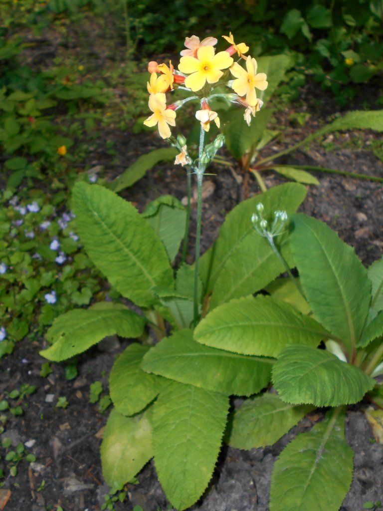 Orange Etagenprimel (Primula aurantiaca)