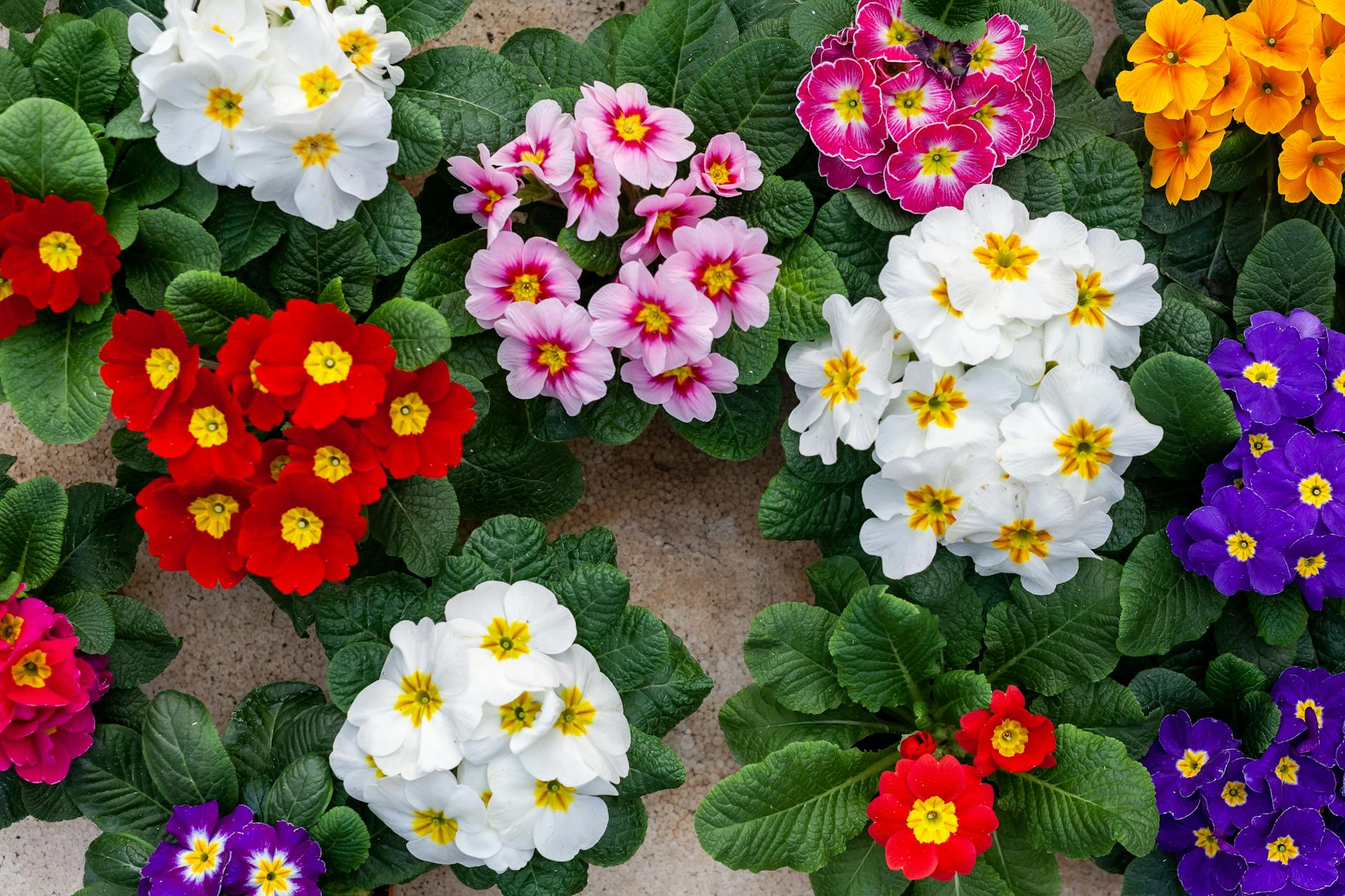 Schlüsselblume Feuchtgebiet