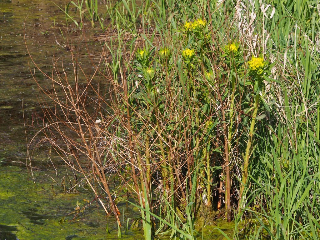 Sumpf-Wolfsmilch (Euphorbia palustris)