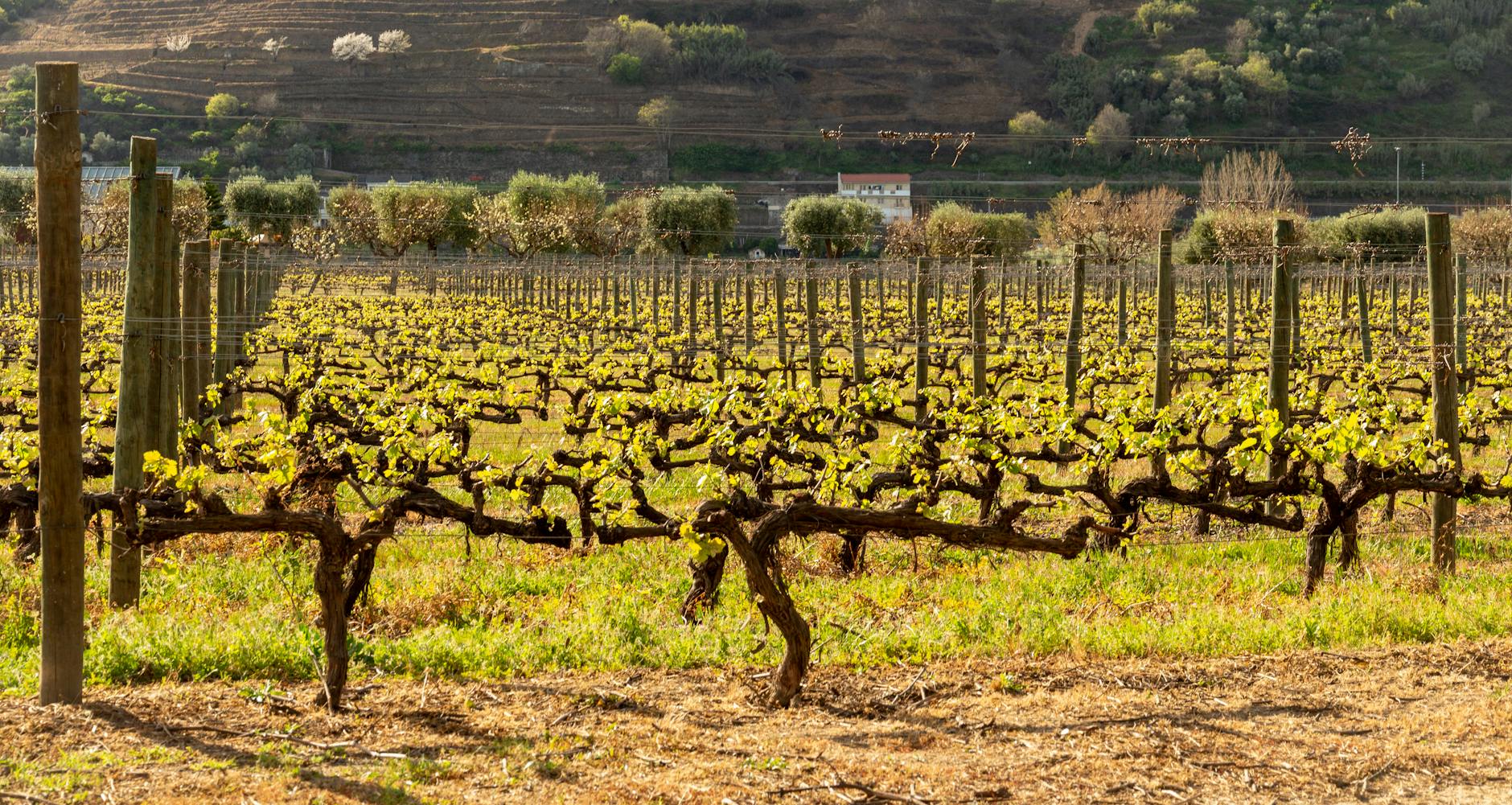 Bodentypen für Weinberge: Steinig, kiesig und sandig
