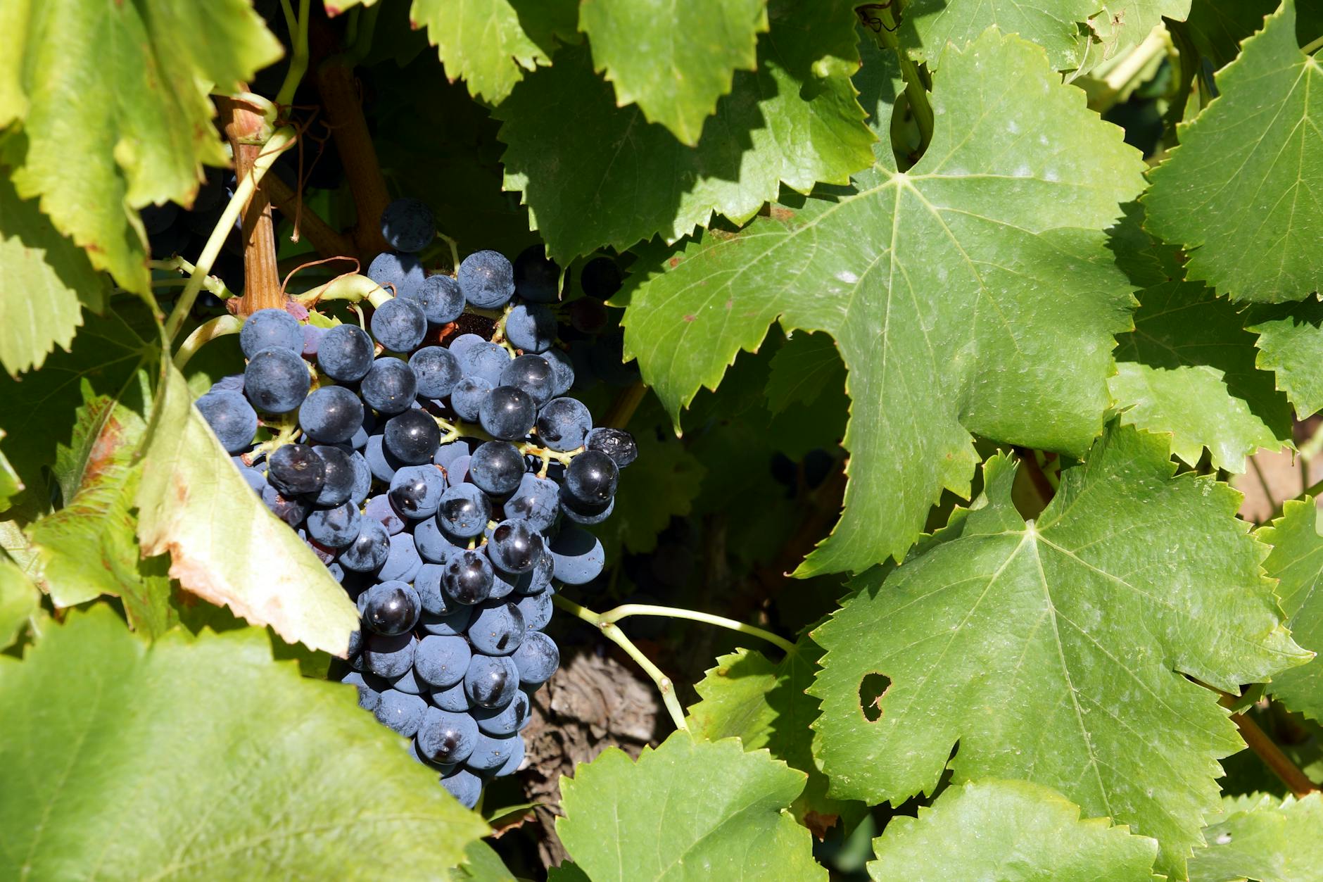 Ursprüngliche amerikanische Arten als Unterlagen: Vitis riparia, rupestris und berlandieri