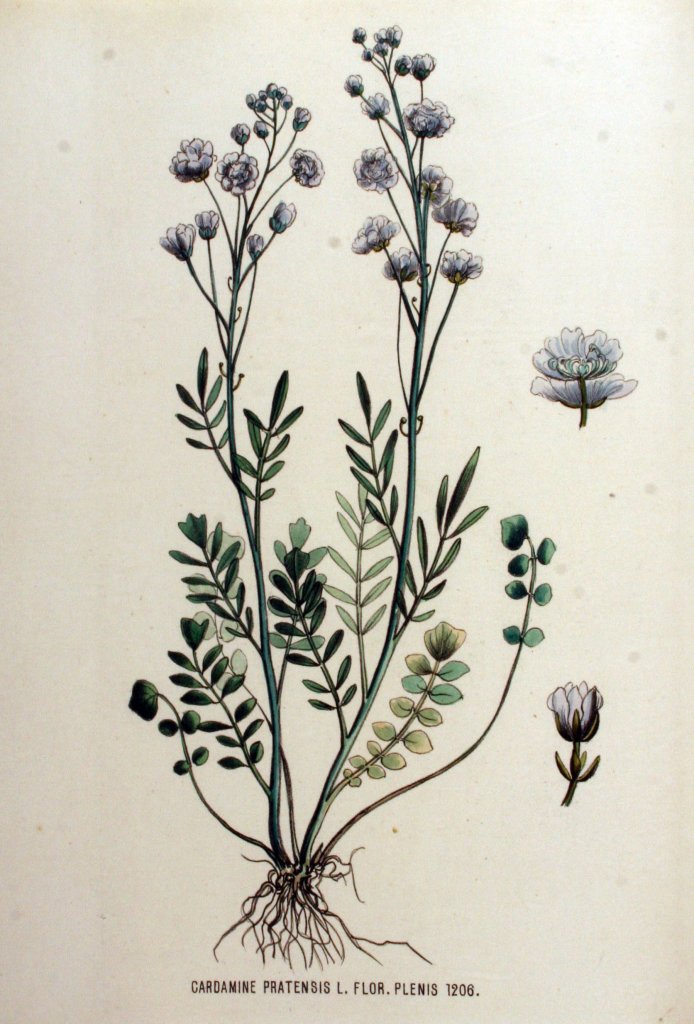 Wiesenschaumkraut 'Flore Pleno' (Cardamine pratensis 'Flore Pleno')