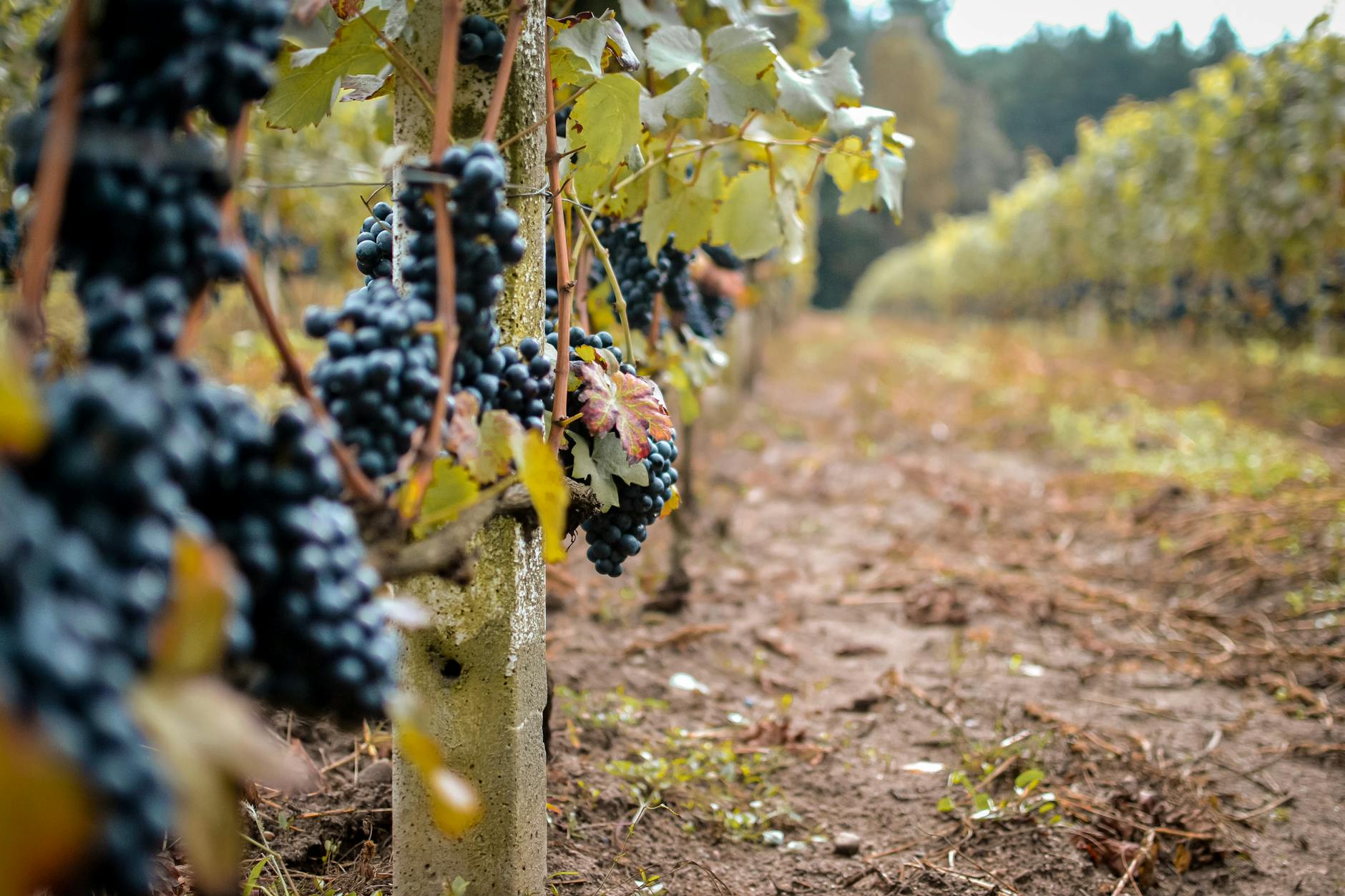 Weinrebe Anbau