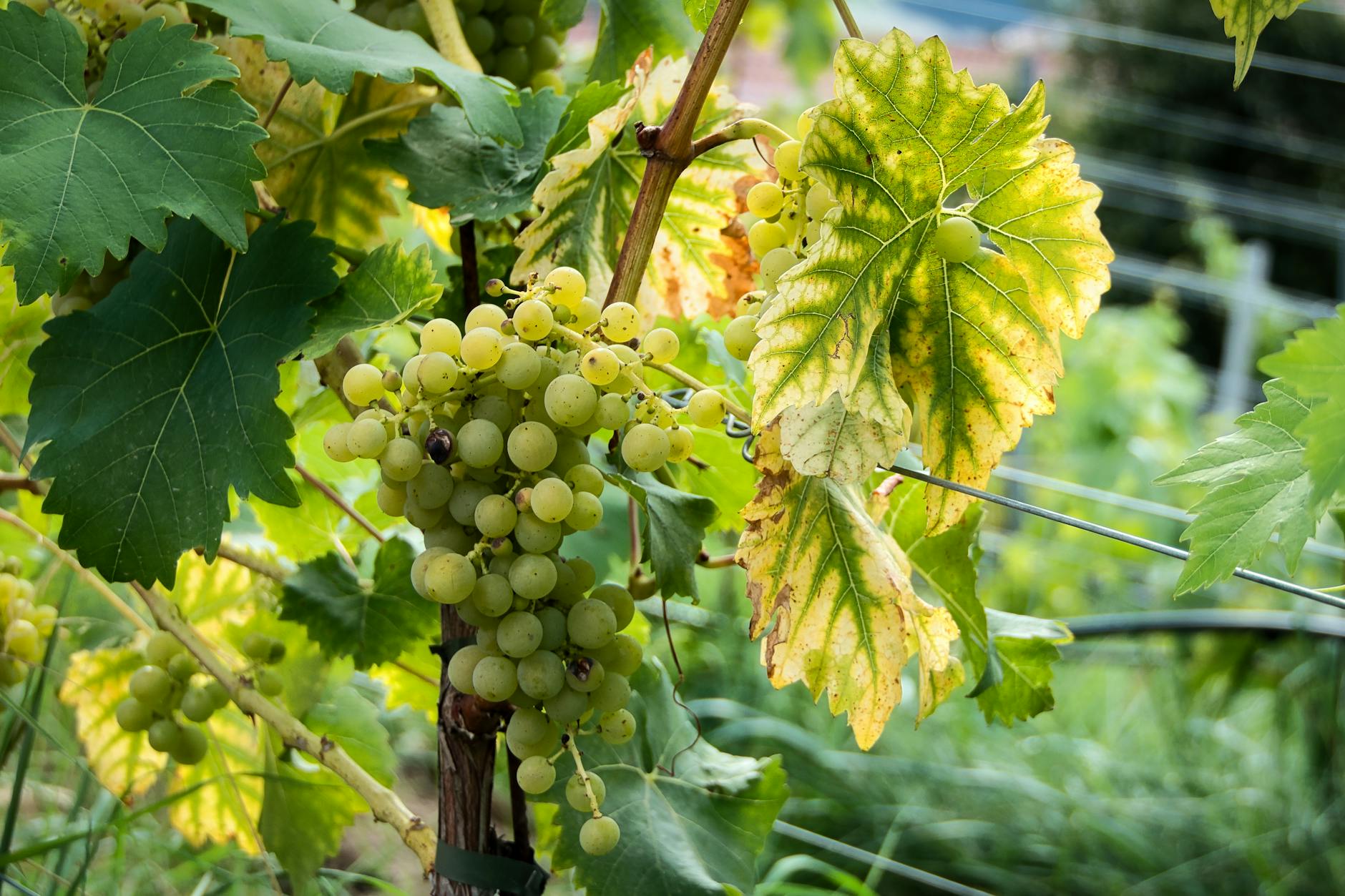 Weinrebe