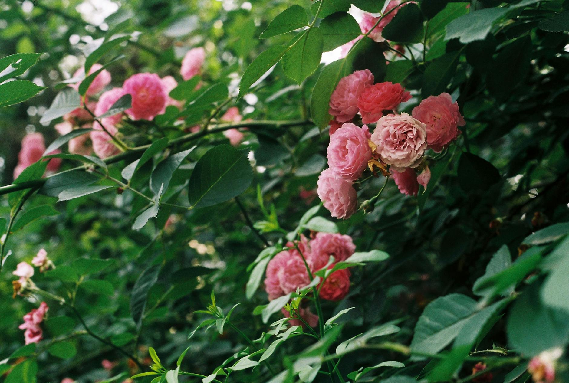 Brombeeren und kletternde Rosen Schritt für Schritt schneiden.