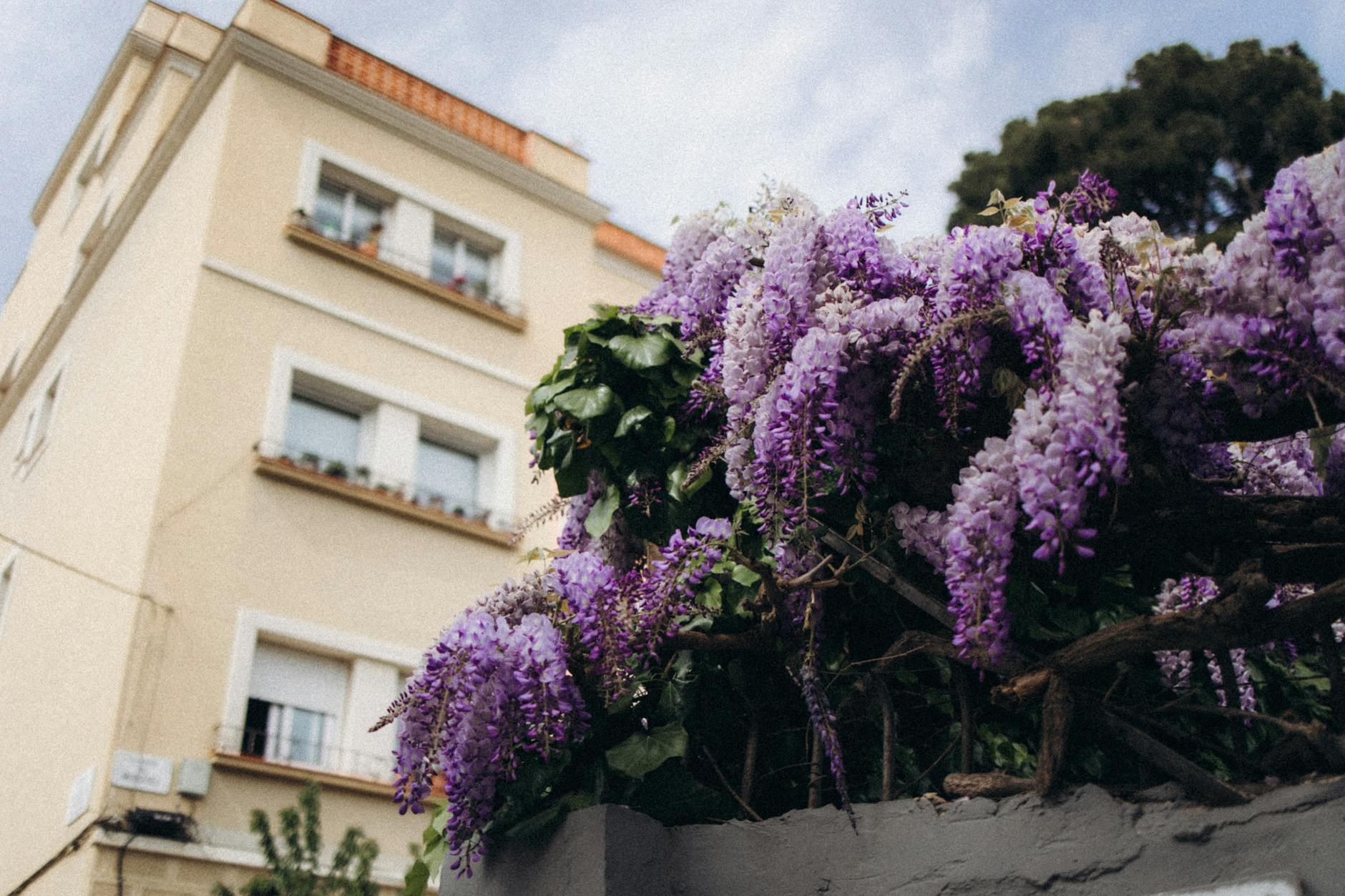 Schnitt von Kletterpflanzen wie Glyzinie, Clematis und Trompetenwinde.