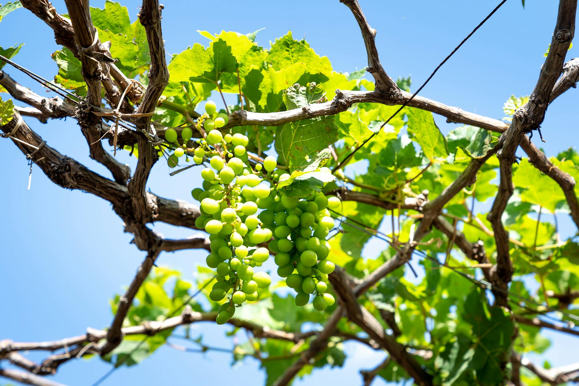 Rebschnitt und Blattflächenoptimierung zur Verbesserung der Erntequalität.