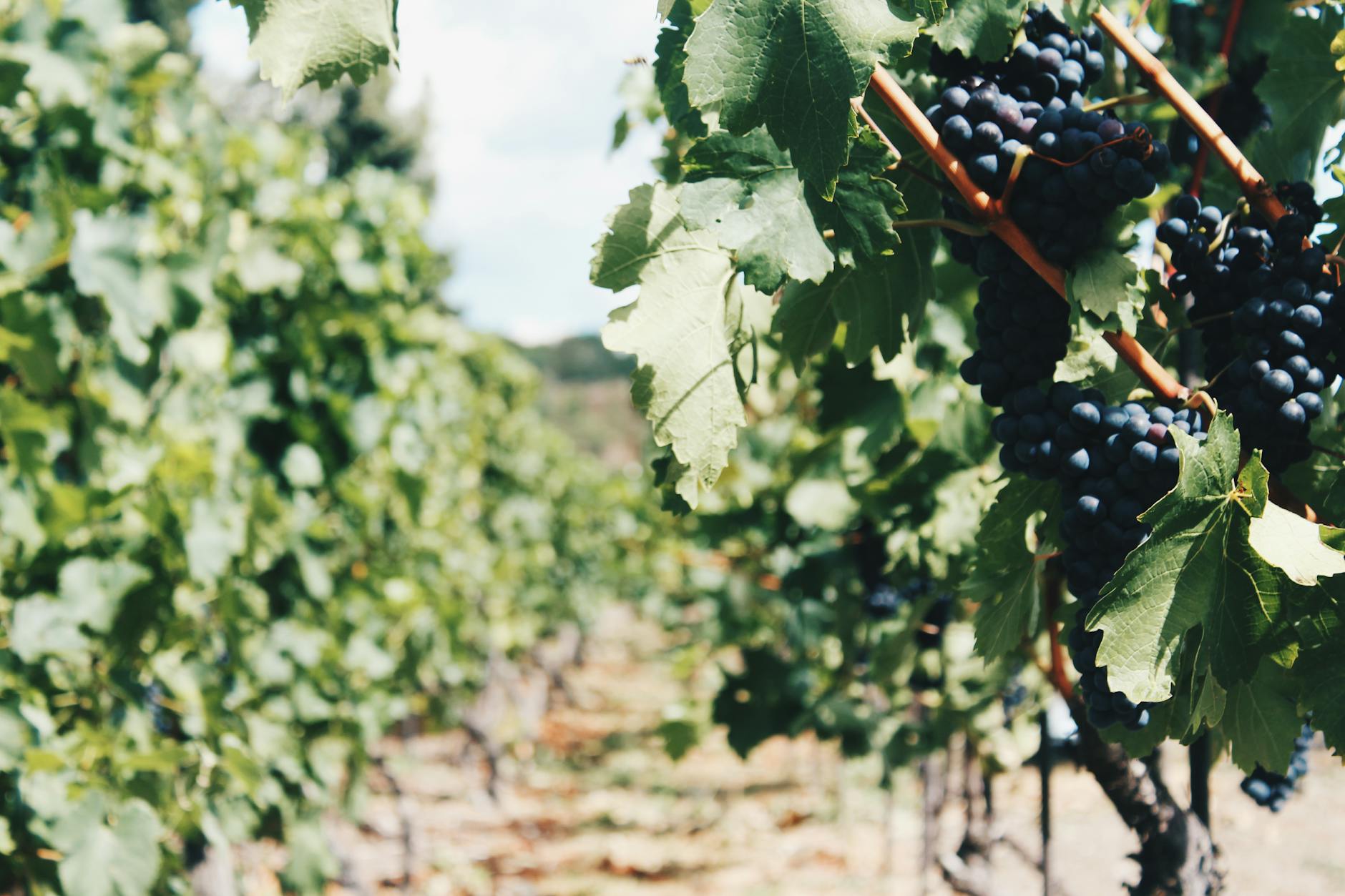 Wachstum und Fruchtbarkeit der Weinrebe in gegenseitiger Beziehung und Selbstregulation des Weinstocks