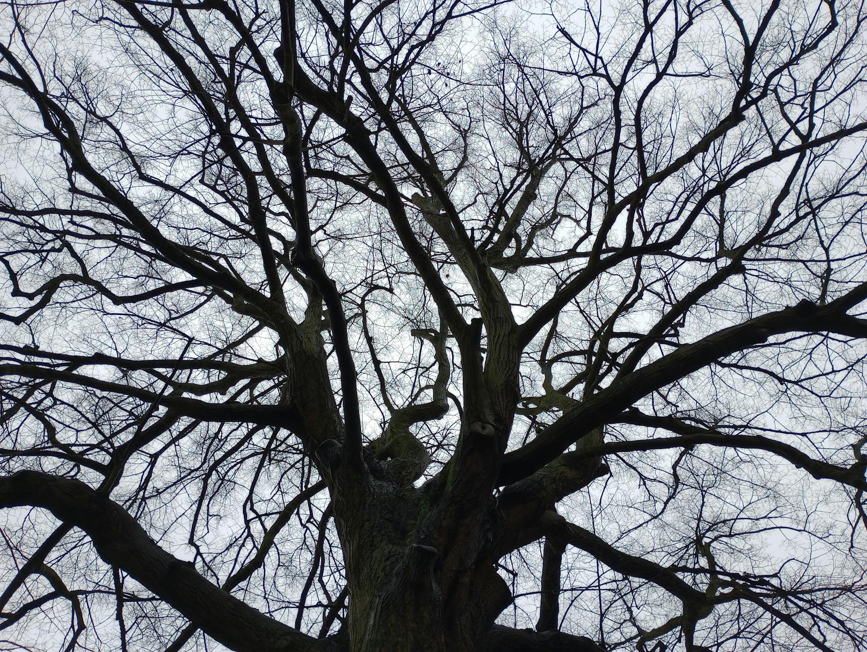 Wuchsformen von Gehölzen: Baum, Strauch und Liane.
