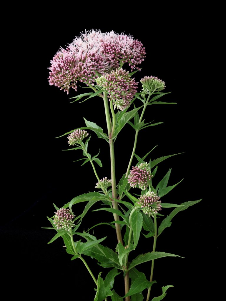 Gewöhnlicher Wasserdost (Eupatorium cannabinum)