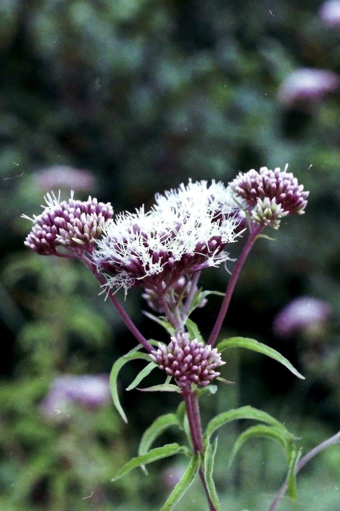 Purpur-Dost (Eupatorium purpureum)