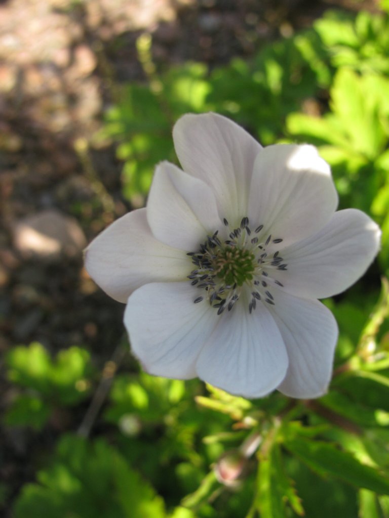 Anemone (Anemone rivularis)