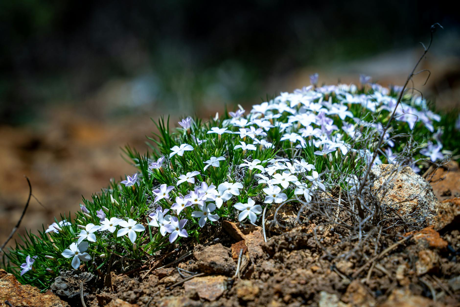Anemone, Silberblatt und Adlerfarn für den Steingarten geeignet.