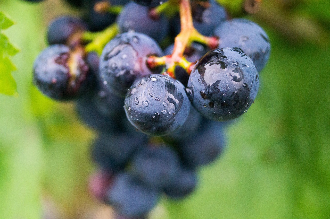 Zusammensetzung der Traube: Beeren, Schalen, Kerne und ihre Wirkung