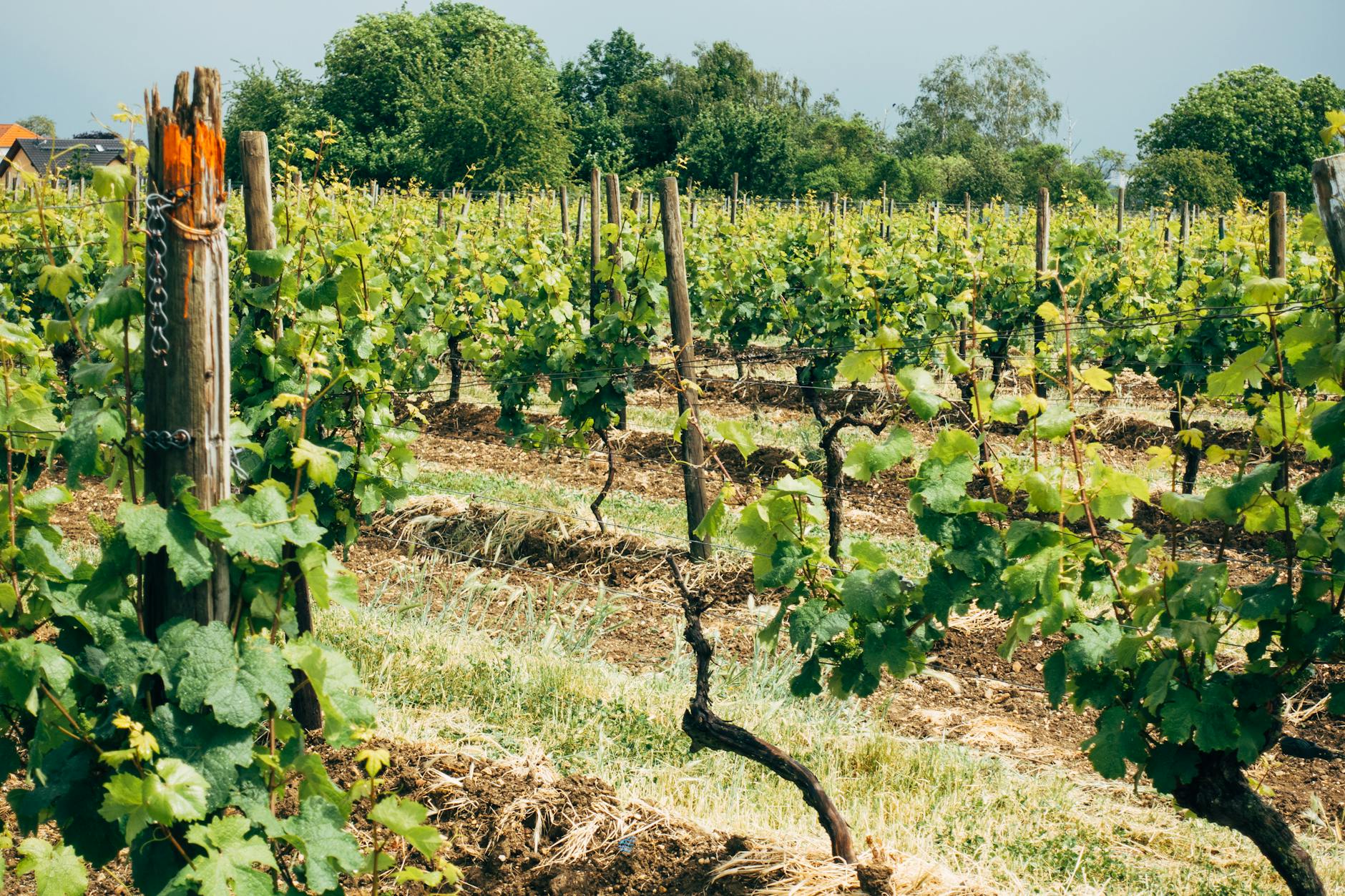 Niederschläge und Wasserhaushaltsregime als Einflussfaktoren auf die Weinrebe