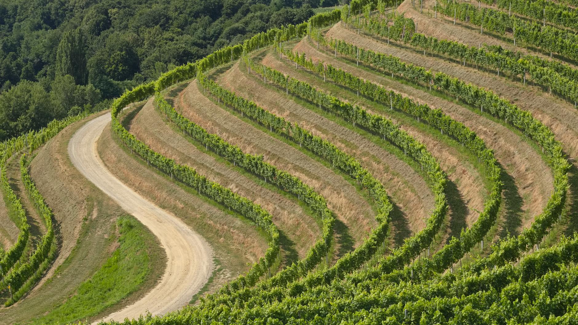 Licht und Sonneneinstrahlung im Weinberg beeinflussen die Traubenqualität