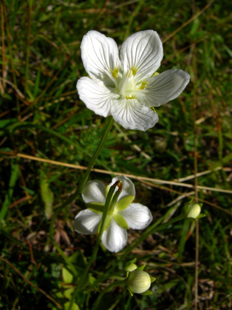 Sumpf-Herzblatt (Parnassia palustris)