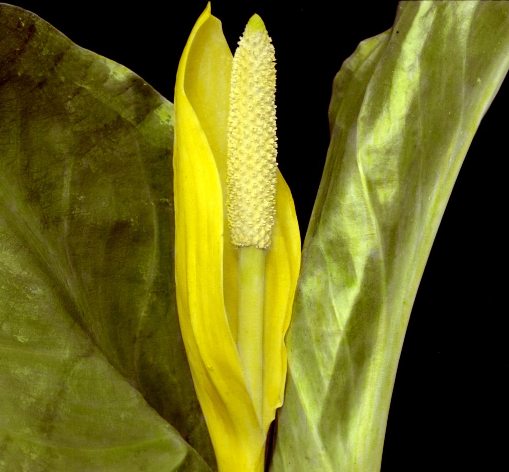 Amerikanische Scheinkalla (Lysichiton americanum)