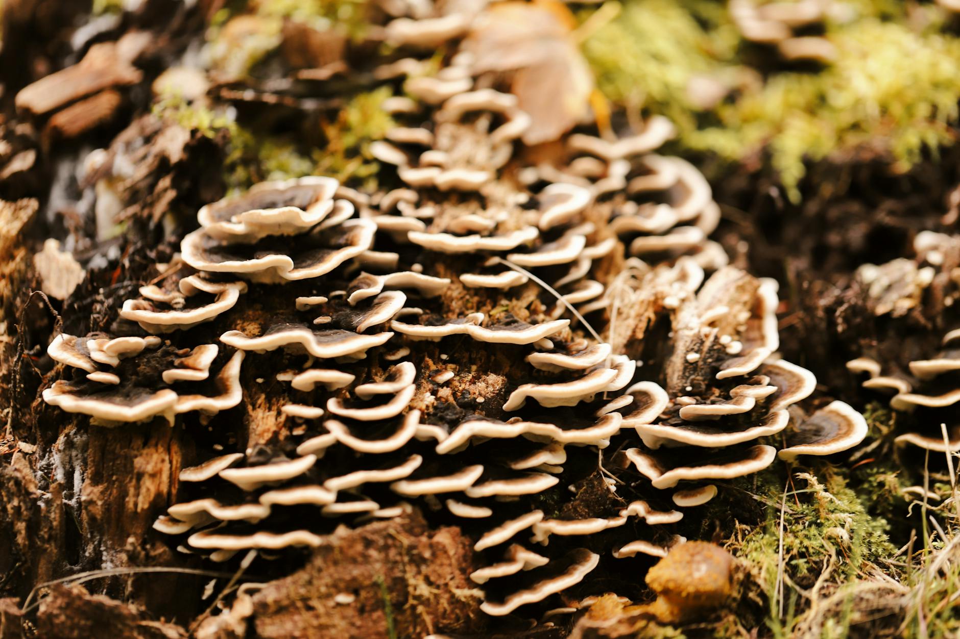 Klapperschwamm (Grifola frondosa)