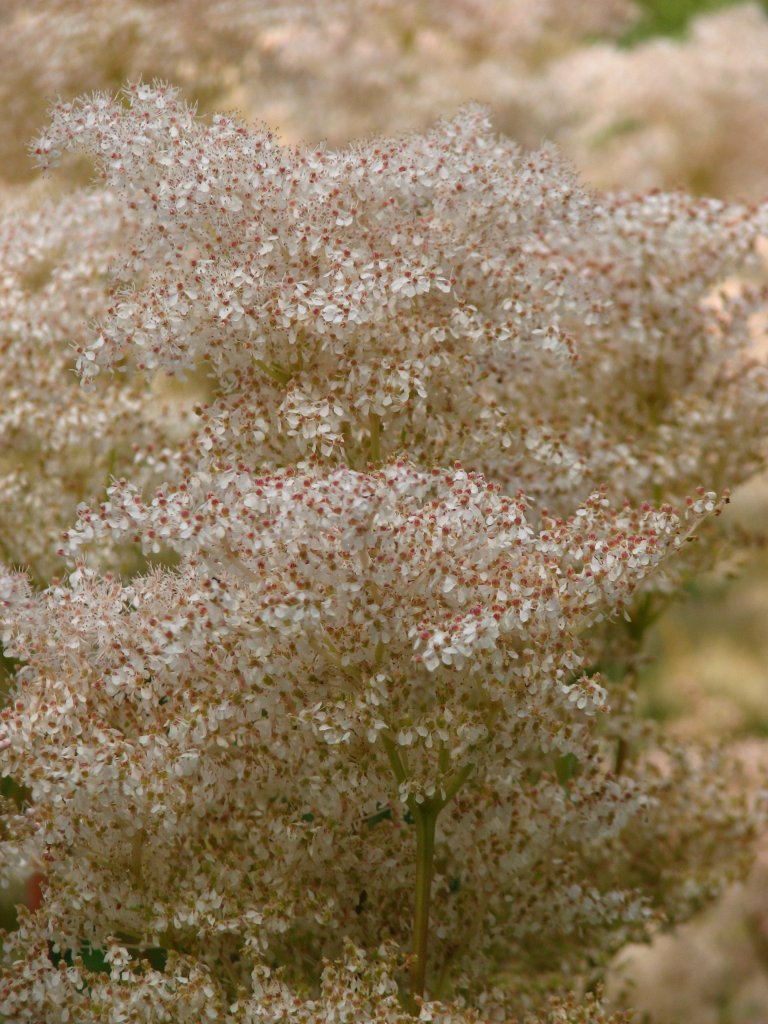 Gefingertes Mädesüß (Filipendula palmata)