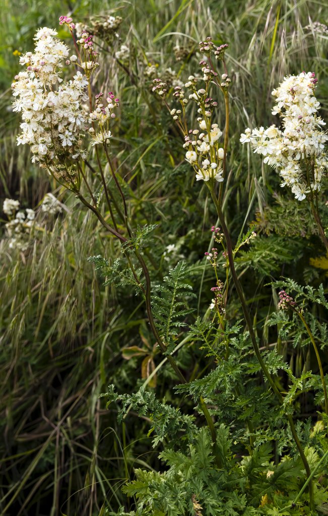 Kleines Mädesüß (Filipendula hexapetala)