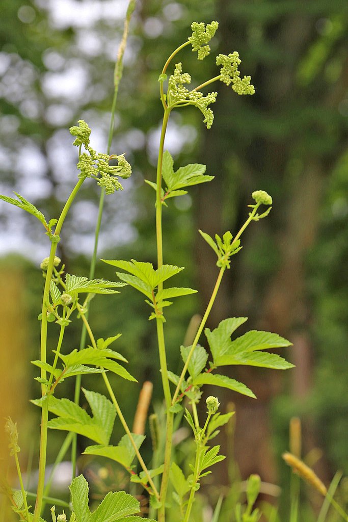 Echtes Mädesüß (Filipendula ulmaria)