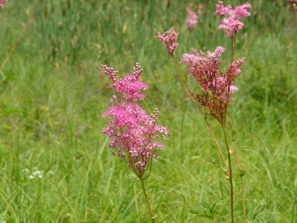 Kanadisches Mädesüß (Filipendula rubra)