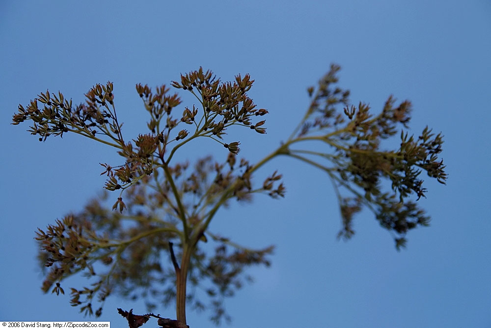Kanadisches Mädesüß 'Magnifica' (Filipendula rubra 'Magnifica')