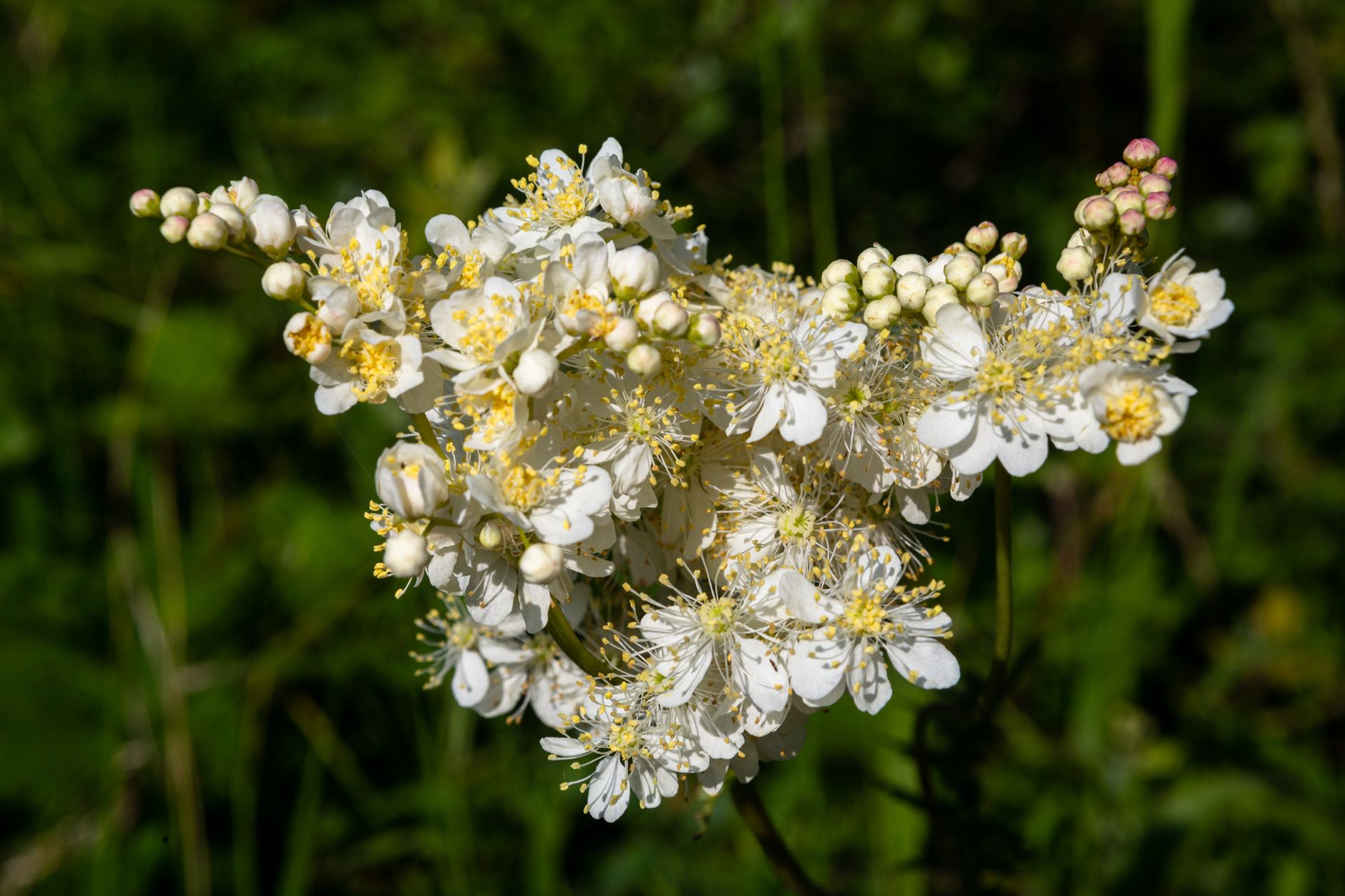 Kleines Mädesüß gefülltblühend (Filipendula hexapetala var. flore pleno)