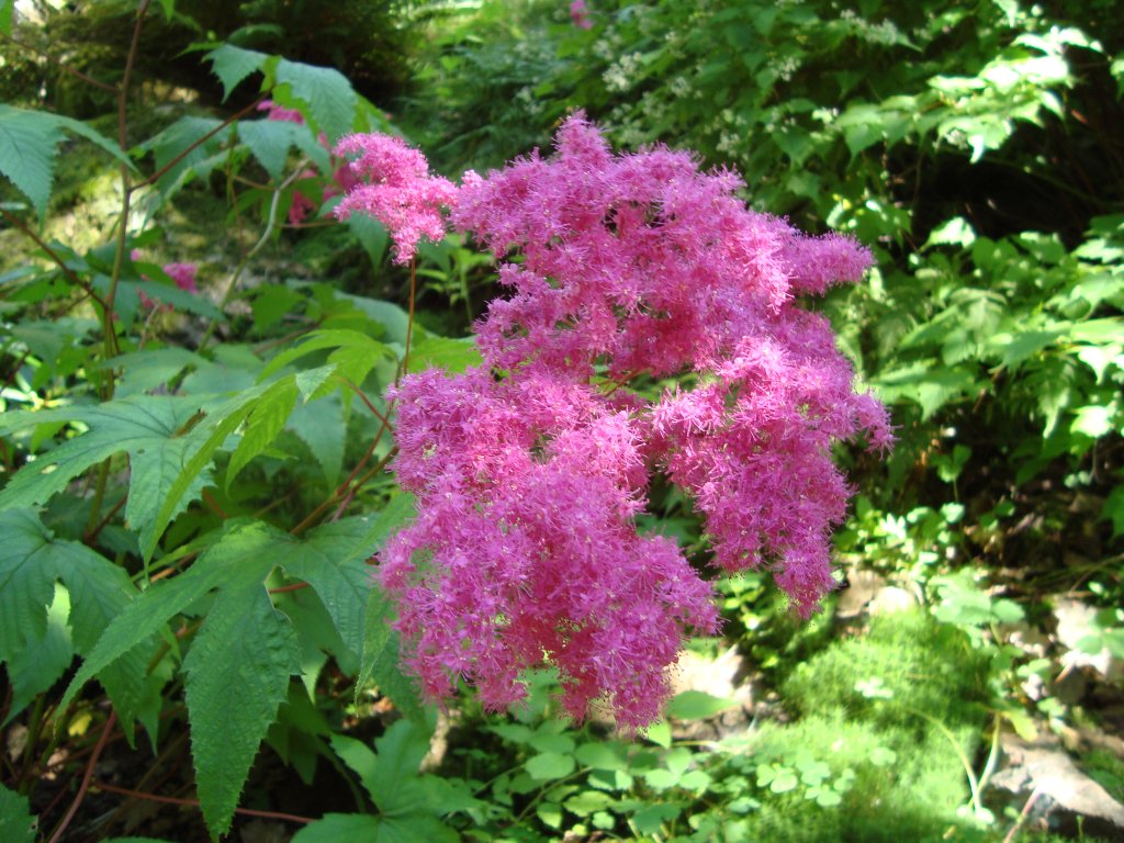 Japanisches Mädesüß (Filipendula purpurea)