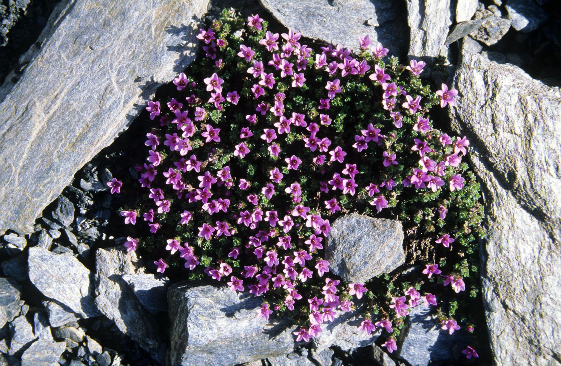 Vegetative Vermehrung: Teilung, Stecklinge und Absenker von Steingartenpflanzen.