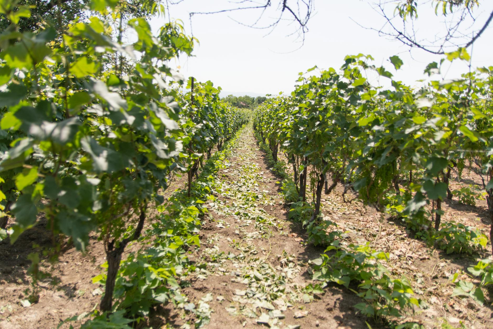 Windeinfluss und Luftzusammensetzung beim Weinanbau