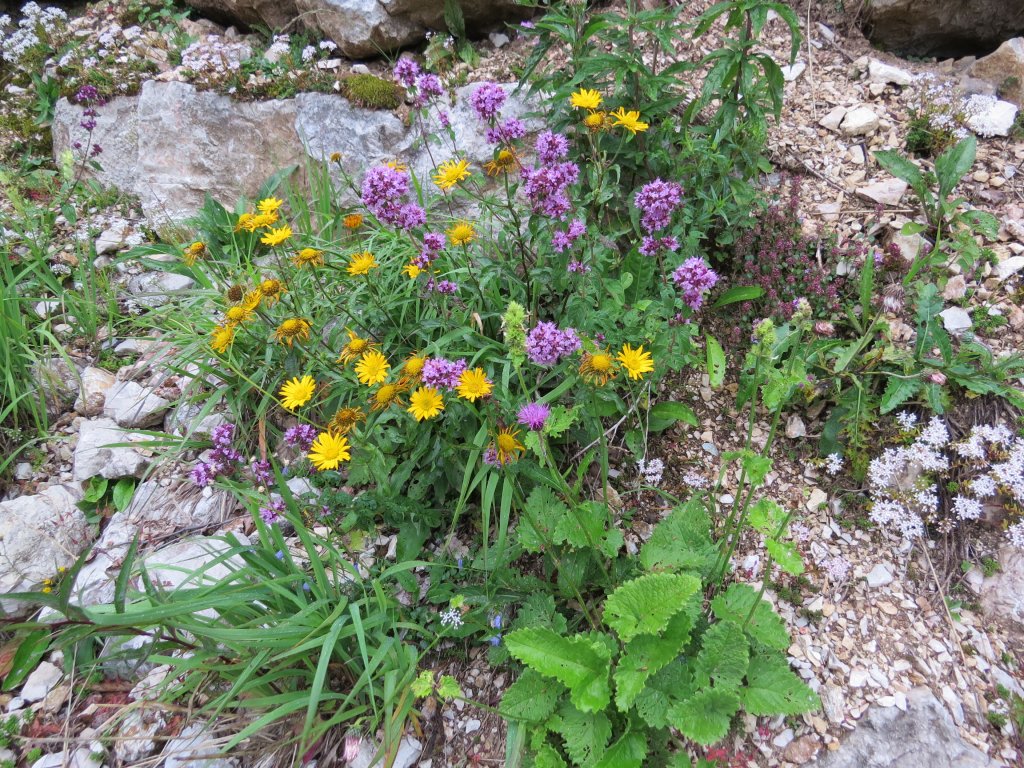 Weidenblättriges Ochsenauge (Buphthalmum salicifolium)