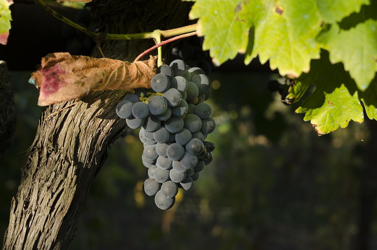 Herstellung von Zweigwein aus Trester nach dem Keltern