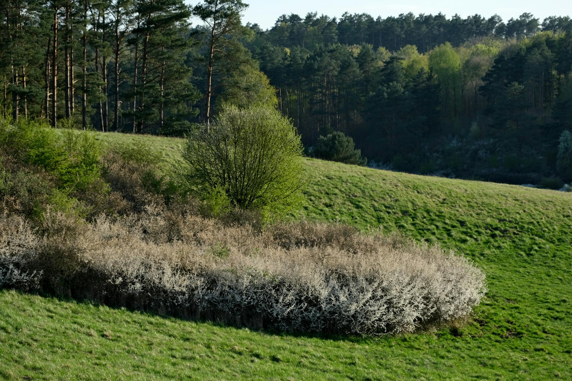 Neupflanzung von Bäumen und Gehölzbeständen in der freien Landschaft.